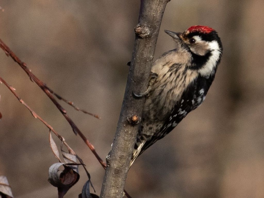 Picchio rosso minore maschio